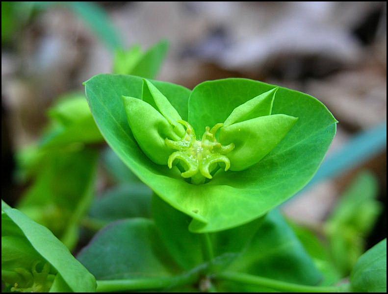 Euphorbia amygdaloides / Euforbia delle faggete